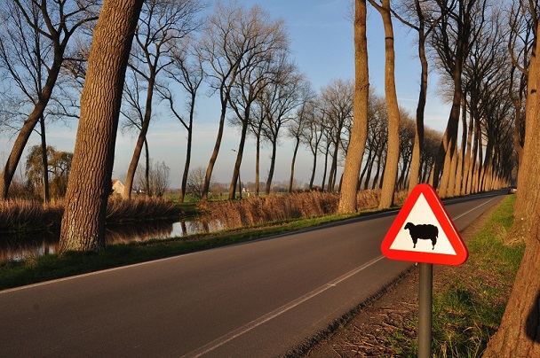 Damse Vaart schapen 1