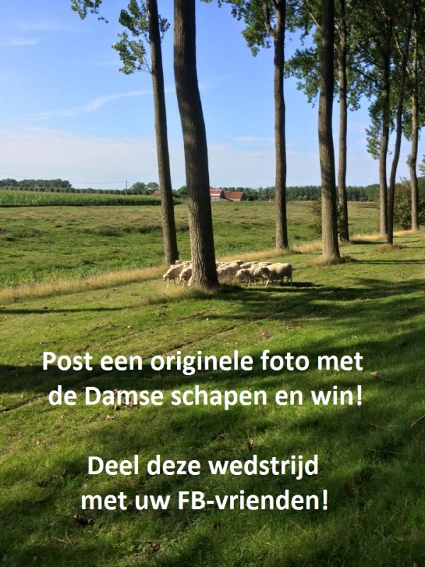 Schapen Damse Vaart