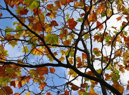 Minibossen in West-Vlaanderen de komende jaren?