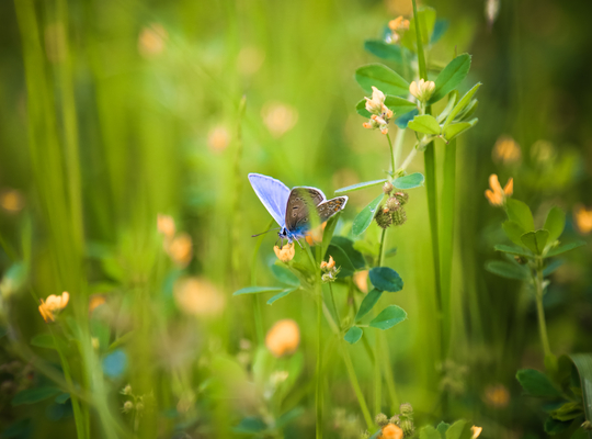 Biodiversiteit