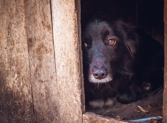 Financiële steun voor West-Vlaamse dierenasielen