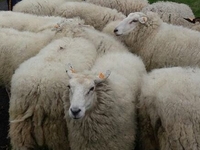 Terug schapen langs de Damse Vaart