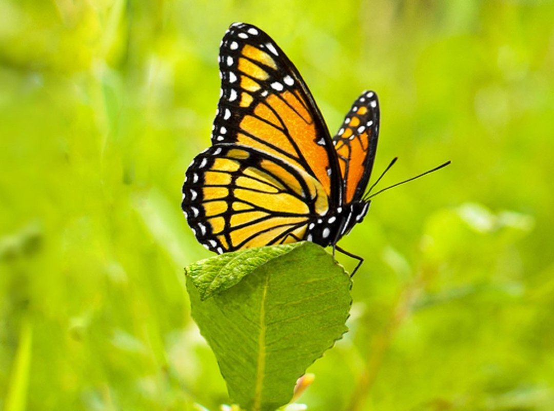 Natuur